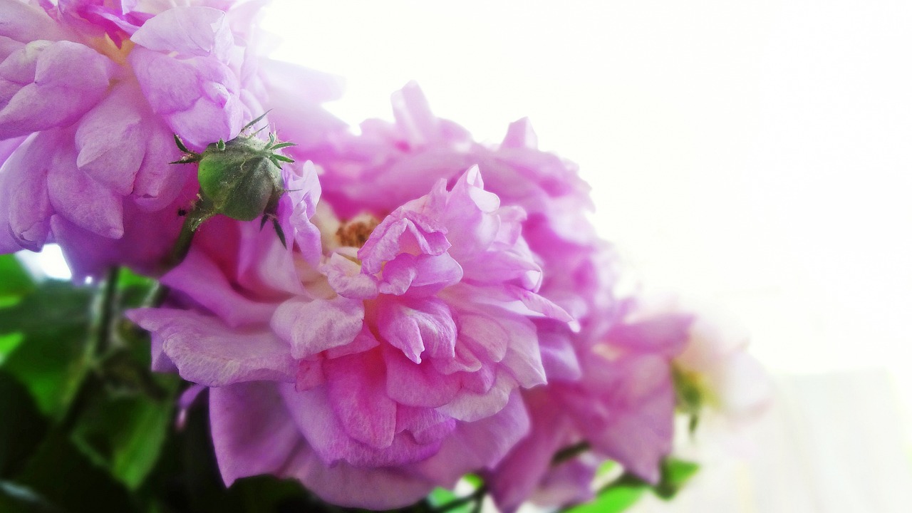 flowers