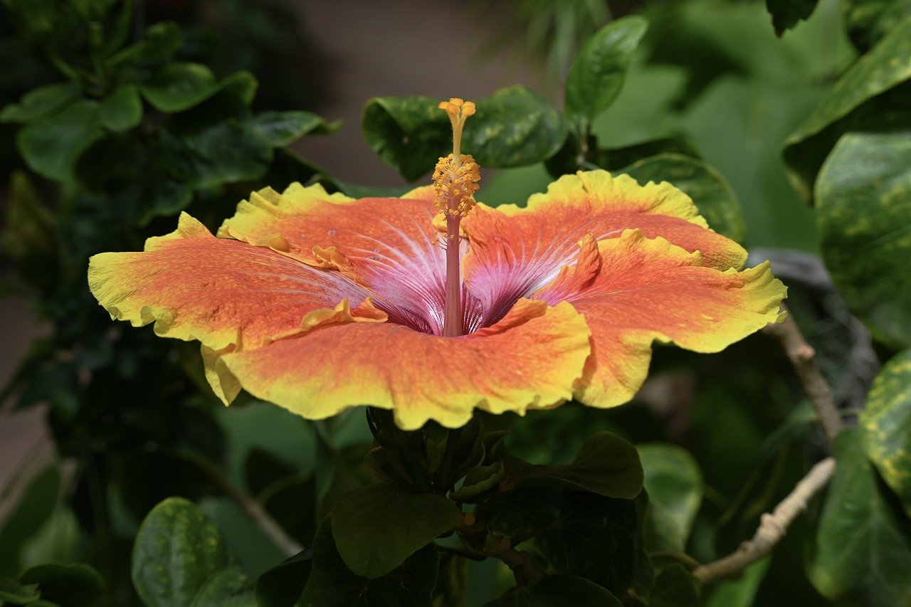 hibiscus