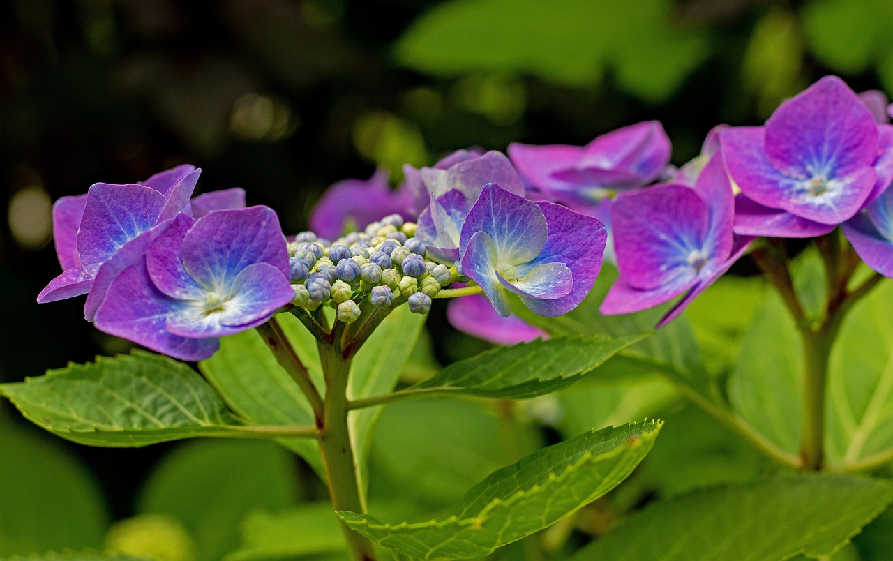 Hydrangea