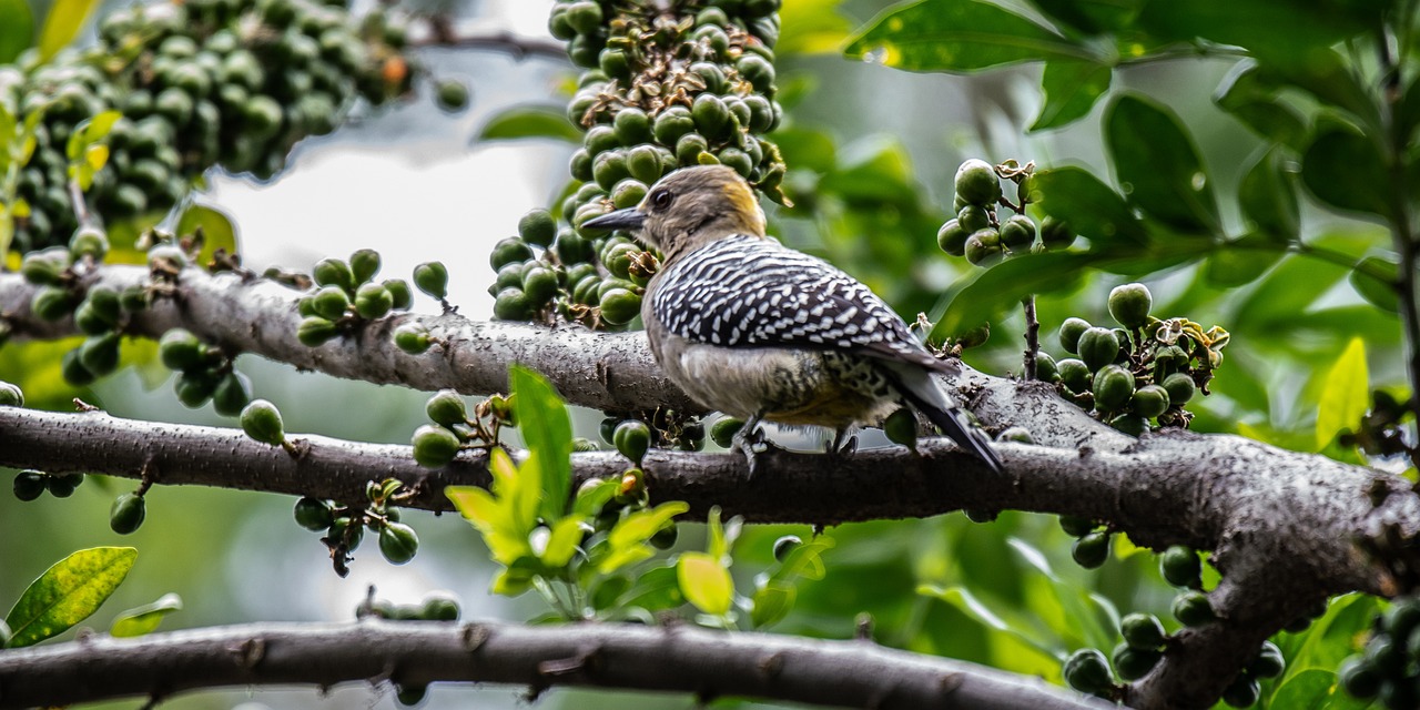 fruits