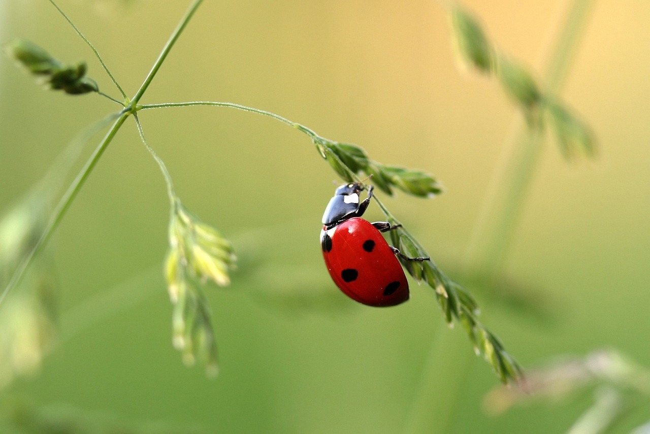 Coccinellidae