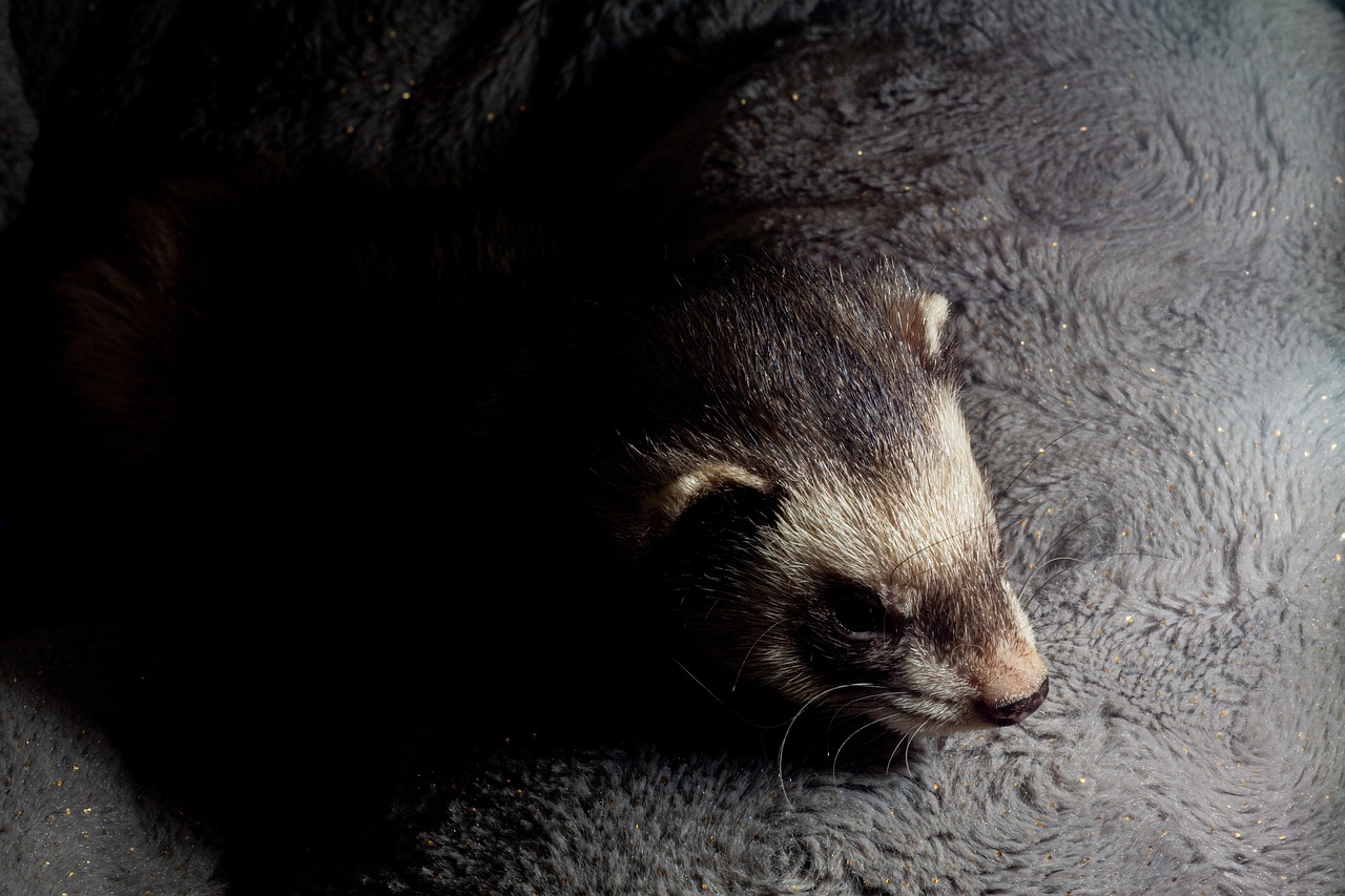 polecat
